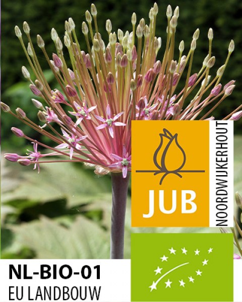 Bio Allium Schubertii